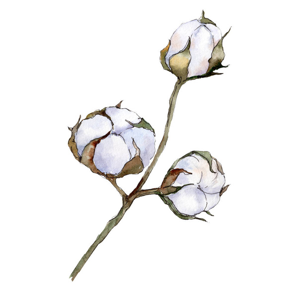 White green cotton. Raw cotton. Green leaf. Plant botanical garden floral foliage. Isolated cotton illustration element - Fotó, kép