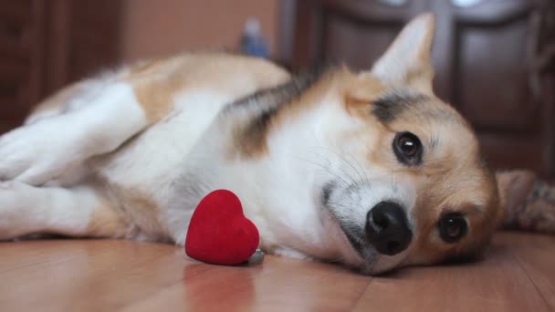 ein liebenswerter Hund mit rotem Herz gratuliert zum Valentinstag, zum Tag der Liebenden. - Filmmaterial, Video