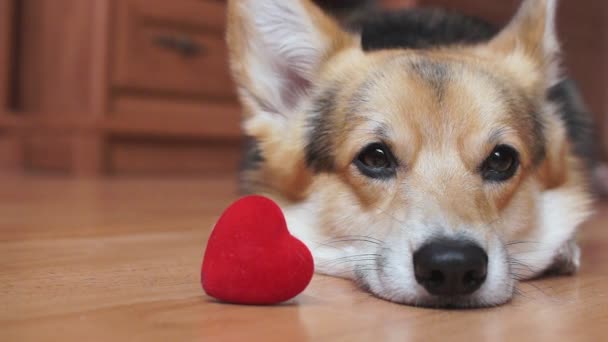 Egy szép szerető kutya-val egy piros szív gratulál a Valentin-nap, nap minden szerelmeseinek. - Felvétel, videó