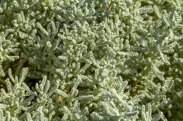 full-frame zöld nedvdús növény stipes Vértes napfényes hangulatban - Fotó, kép