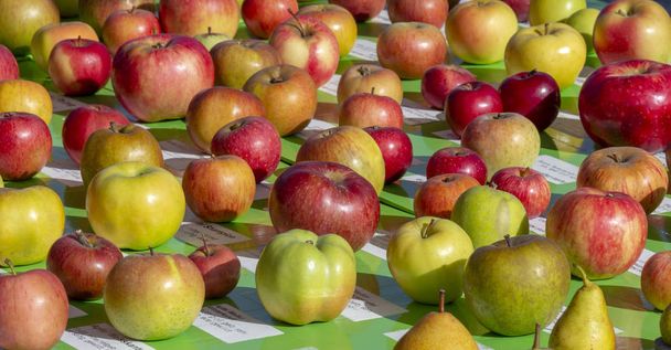 verschillende appel- en perenbomen rassen in zonnige sfeer - Foto, afbeelding