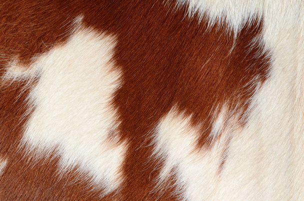 fragment van een huid van een koe. - Foto, afbeelding