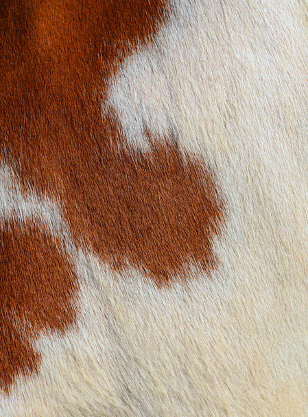 fragment van een huid van een koe. - Foto, afbeelding