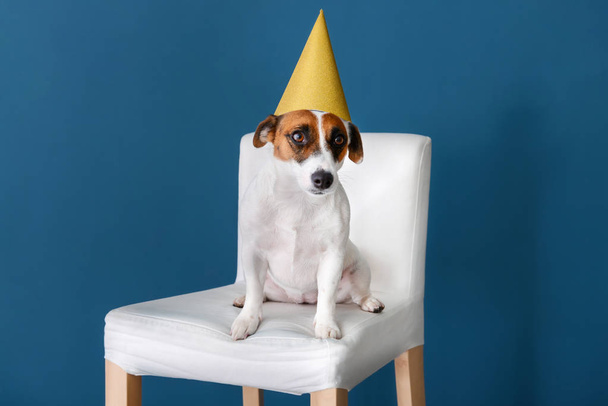 Cute funny dog in party hat sitting on chair against color wall - Foto, Imagen