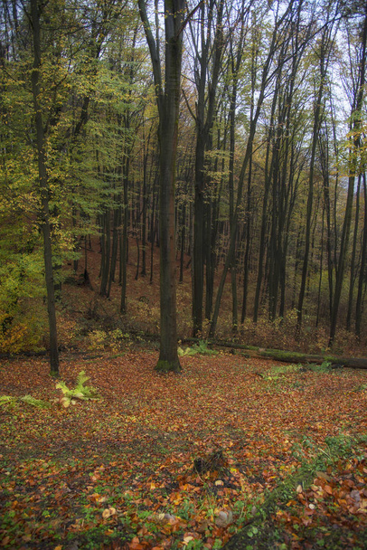 Όμορφο Φθινοπωρινό δάσος στη Σλοβακία - Φωτογραφία, εικόνα