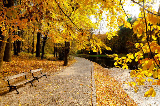 Желтые листья осенью Украина Uman Sophia Park
 - Фото, изображение