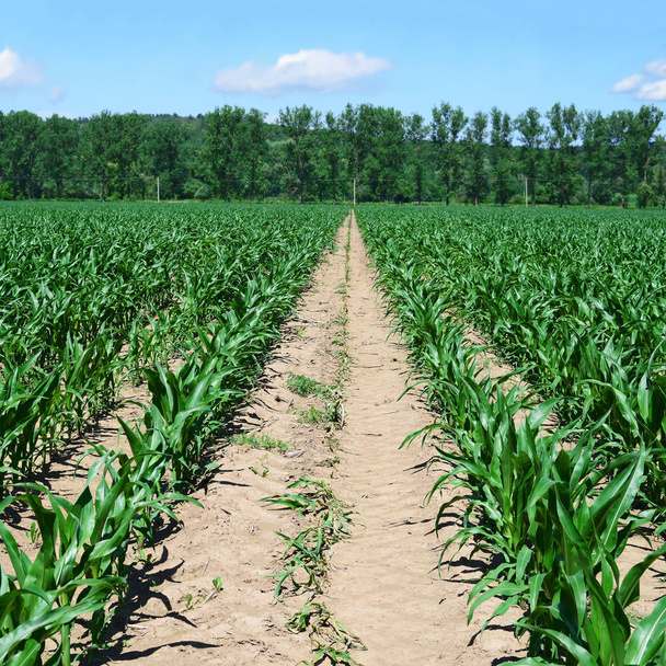 Corn field with young shoots - Photo, Image