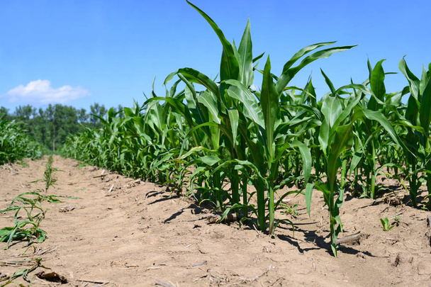 Corn field with young shoots - Photo, Image