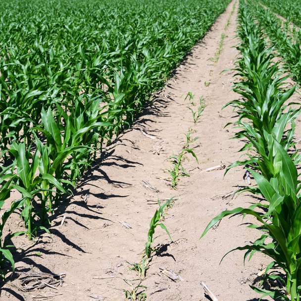 Polu kukurydzy z młodych pędów - Zdjęcie, obraz