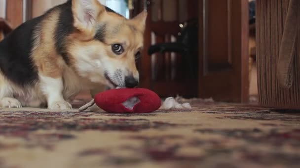 Verspielt verschmitzter Hund zerreißt das Spielzeugherz. - Filmmaterial, Video