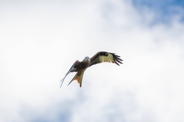 A Red Kite flying in Dumfriesshire, Scotland, in Autumn 2018. - Photo, Image