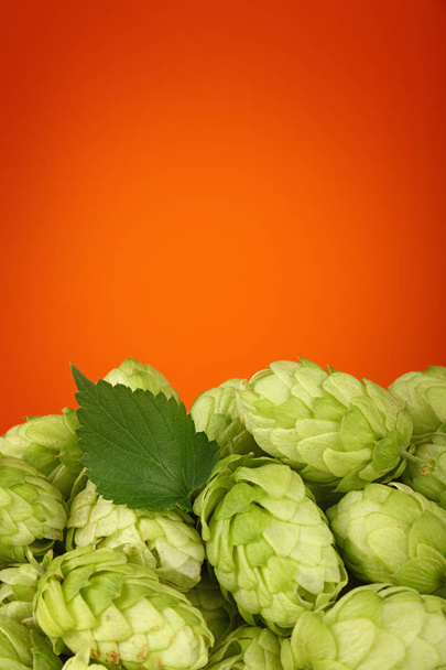Закрыть кучу свежего зеленого хмеля, ингредиент для пива или травяной медицины, на теплом коричневом фоне оранжевого цвета с копировальным пространством, вид сбоку под низким углом
 - Фото, изображение