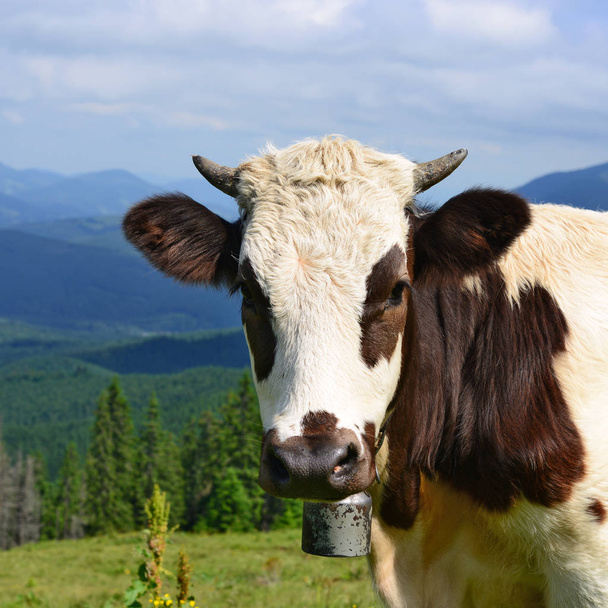 The calf on a summer pasture in the Carpathian Mountains.  - Photo, Image
