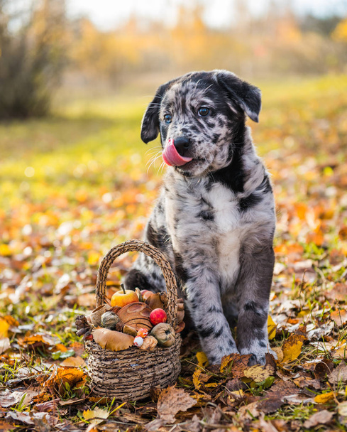 Labrador štěně pes s jinou barvou očí podzimní pozadí - Fotografie, Obrázek