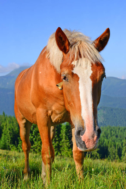 カルパティア山脈の夏の牧草地の馬。ウクライナ - 写真・画像