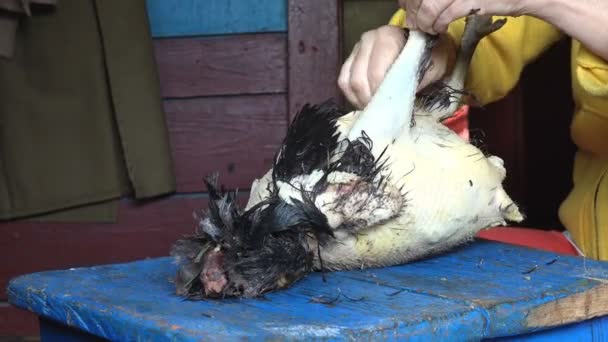 As mãos femininas arrancam penas da galinha na fazenda. Velha maneira manual de fazer a produção rural tradicional
 - Filmagem, Vídeo