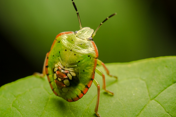 Multicolored Shield Bug - Photo, Image