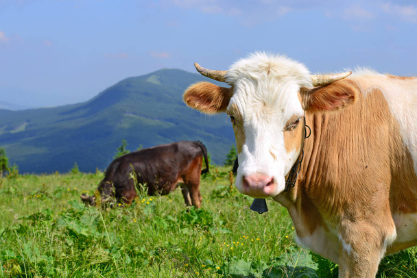 Vaca em um pasto de verão nas Montanhas Cárpatas
 - Foto, Imagem