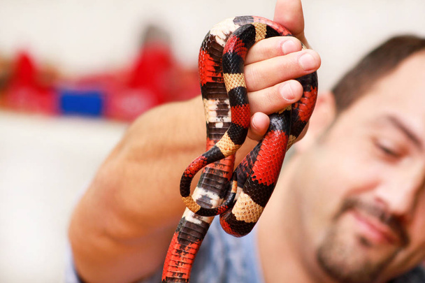蛇と少年。男は手爬虫類ミルクヘビ Lampropeltis さんかく座でアリゾナ州ヘビの種類を保持します。エキゾチックな熱帯の冷血動物、動物園。自宅のペットをヘビします。有毒、非有毒なヘビ. - 写真・画像