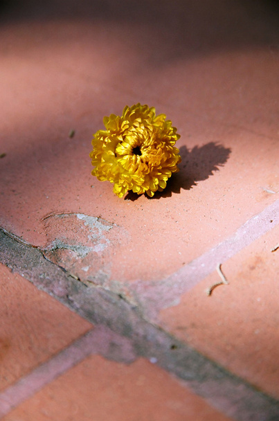 sušený květ žlutý - Fotografie, Obrázek