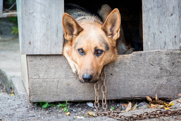 Il cane sulla catena giace nella cabina e piange
 - Foto, immagini