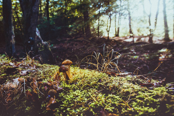 Hermoso hongo marrón joven en el tronco del árbol viejo, silueta contra el musgo verde e iluminado con sunflair en un bosque de otoño
 - Foto, imagen