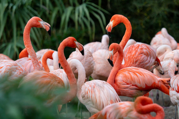 Chilen flamingojen ryhmä (Phoenicopterus chilensis)) - Valokuva, kuva