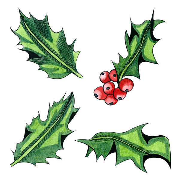 Holly puu oksa vihreät lehdet ja punaiset marjat. Graafinen käsin piirustus, Muste ja akvarelli kuvitus eristetty valkoisella taustalla
. - Valokuva, kuva