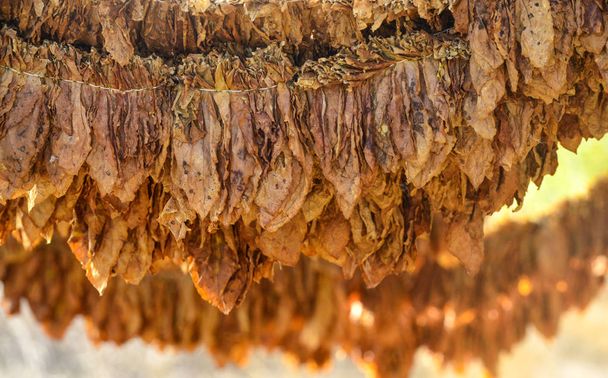 tabákové listy druing v boudě, mělké dof, obrázek - Fotografie, Obrázek