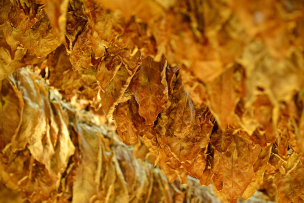 Tabakblätter druing im Schuppen, flache dof, Bild - Foto, Bild