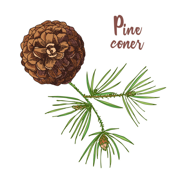 Realistic Botanical ink sketch of colorful fir tree branches with pine cone on white background. Good idea for templates invitations, greeting cards. Vector illustrations - Vector, Image