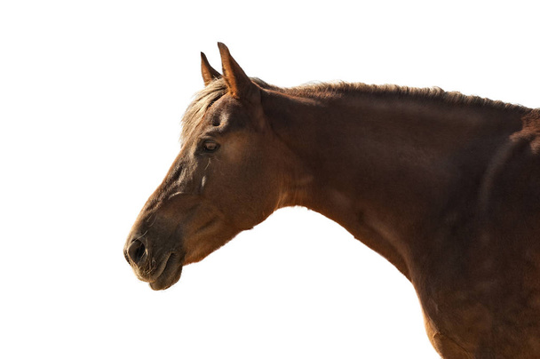 Portrait of a horse with a light mane in profile isolated on a w - Photo, Image