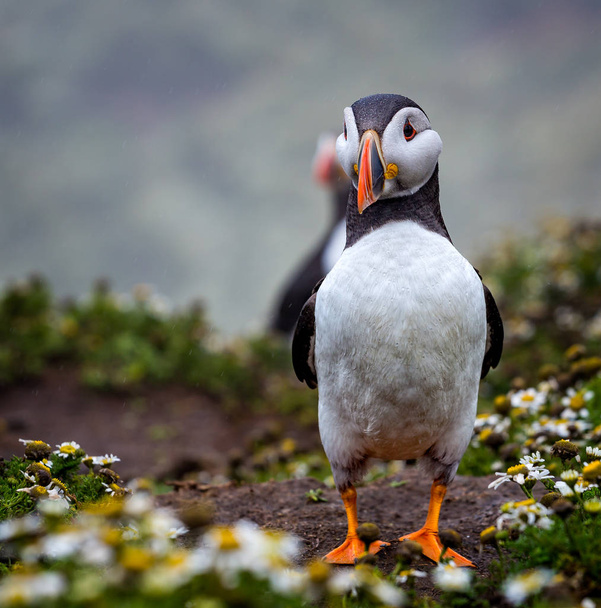 Close up of single Puffin - Photo, Image