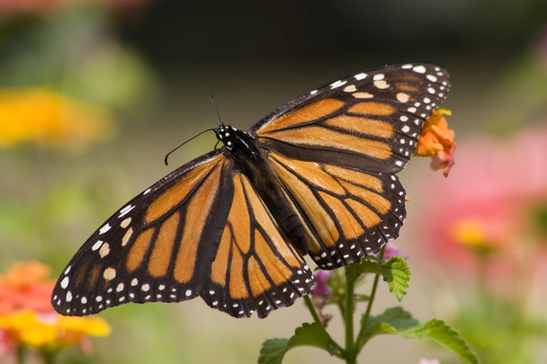 Monarch Butterfly - Photo, Image
