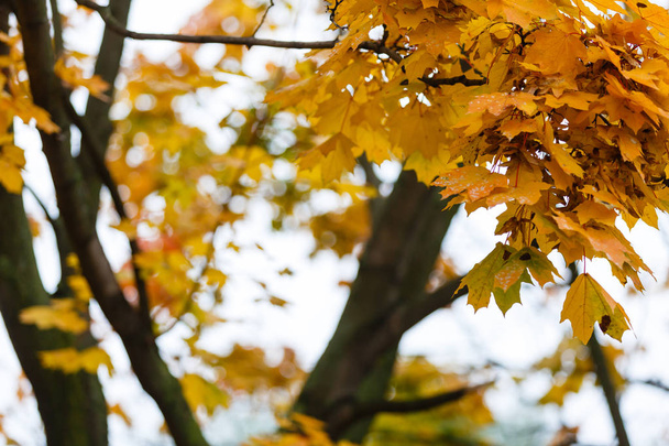 Blick auf bunte Herbstblätter im Herbstpark - Foto, Bild
