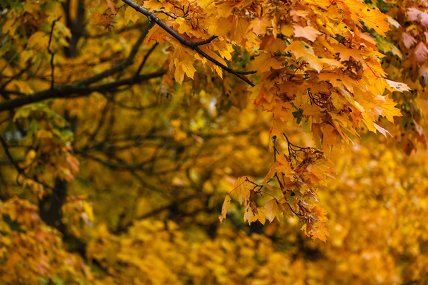 Vista da vicino delle colorate foglie autunnali nel parco autunnale
 - Foto, immagini