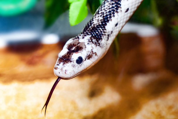 Pantherophis Obsoleta ou Elaphe Obsoleta, communément appelé serpent rat
. - Photo, image