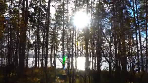 Spaziergang im herbstlichen Kiefernwald am Ufer des Flusses, herbstliche Landschaft - Filmmaterial, Video