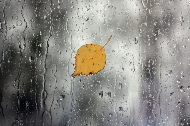 Lluvia en ventana con hoja
 - Foto, Imagen