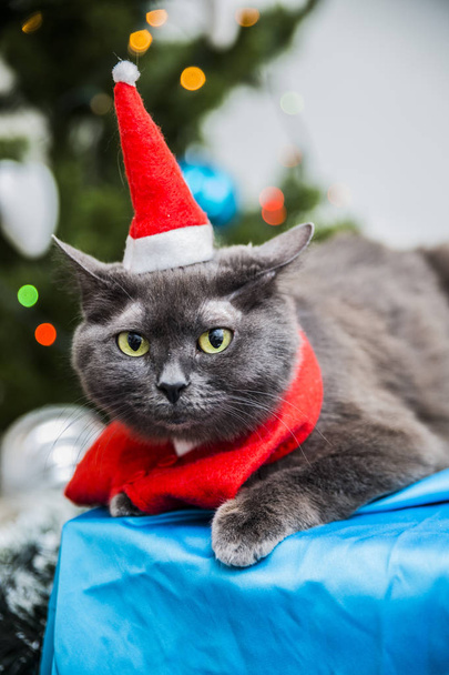 Vicces télapó macska fenyő fa háttér piros ruha - Fotó, kép