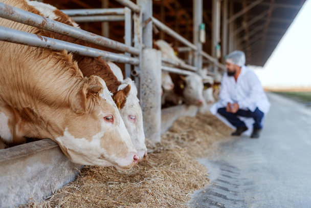 Ветеринарна перевірка корів на коров'ячому фермі
. - Фото, зображення