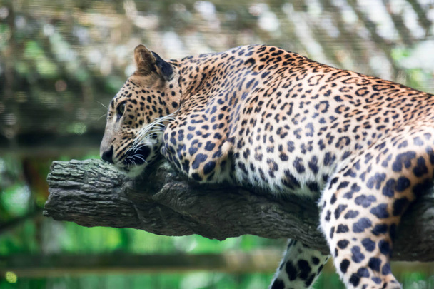 ヒョウ豹ヒョウ シンガポール動物園内の木の枝で休んでいる間。野生動物のカラフルな写真 - 写真・画像