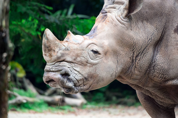Un primo piano di un rinoceronte bianco o di un rinoceronte a forma quadrata Ceratotherium simum testa mentre si gioca in un parco a singapore. Foto della natura immagine della fauna selvatica colorata
 - Foto, immagini