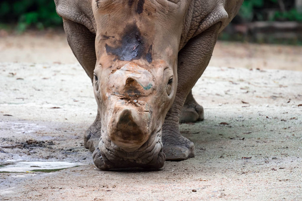Un primer plano de un rinoceronte blanco o rinoceronte de labios cuadrados Ceratotherium simum cabeza mientras juega en un parque en Singapur. Naturaleza foto colorida vida silvestre imagen
 - Foto, imagen