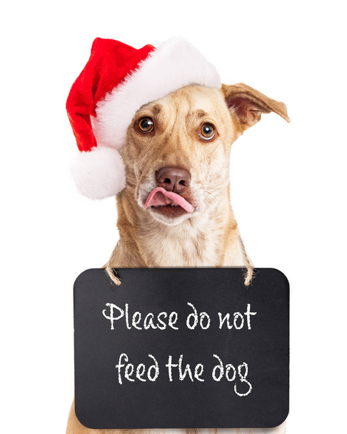 Собака в рождественской шляпе Санта Клауса и подписать вокруг шеи с текстом Пожалуйста, не кормите собаку
  - Фото, изображение