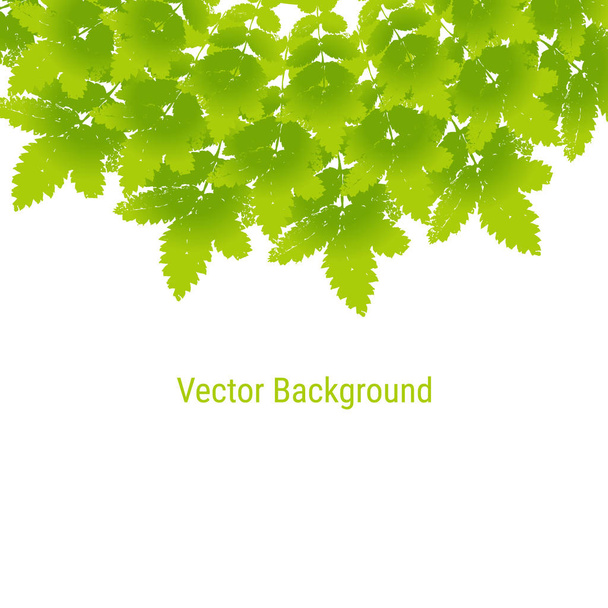 Vector background with mandala or label beautiful ash leaves. Vector frame, card with colourful spring and summer leaves prints. Grunge design element for web and print.  - Vektör, Görsel