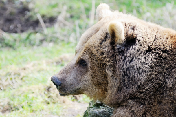 Urso marrom close-up
 - Foto, Imagem