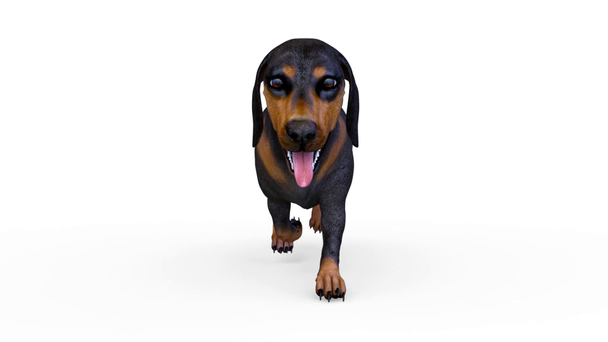 3D CG renderização de dachshund
 - Filmagem, Vídeo