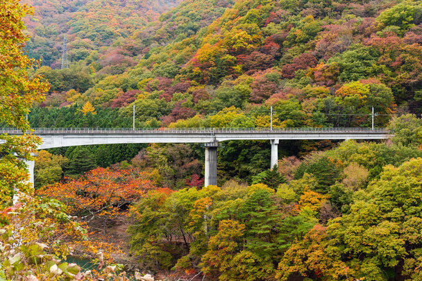 Bridge though Autumn forest landscape  - Photo, Image