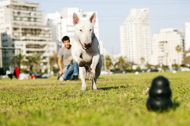 Bull Terrier in corsa per masticare il giocattolo nel parco
 - Foto, immagini